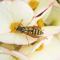 Polistes dominulus, paper wasp,Gran Canaria, Alan Prowse
